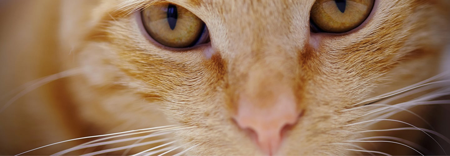 Lopper Katt Behandling at Harry Wells blog